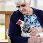 A Whiddon resident lovingly holding a hen as part of Whiddon's HenPower program.