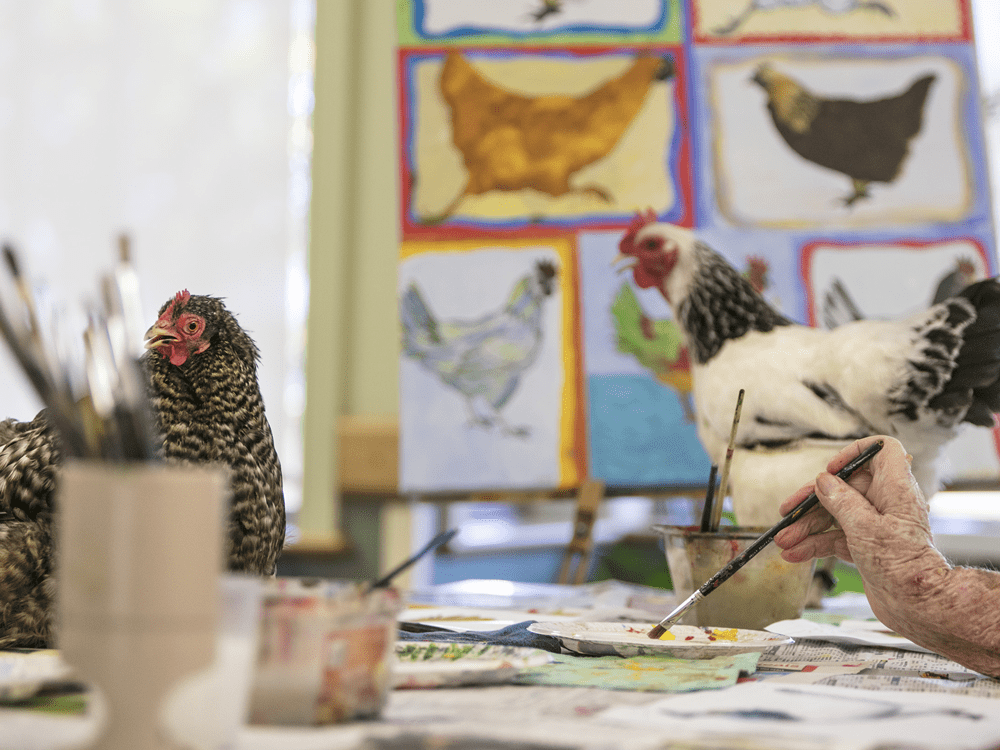 Two hens keeping some Whiddon residents company as part of Whiddon's Art Therapy and HenPower programs.