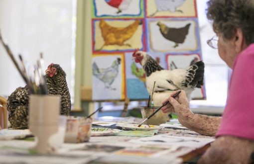 Two hens keeping some Whiddon residents company as part of Whiddon's Art Therapy and HenPower programs.
