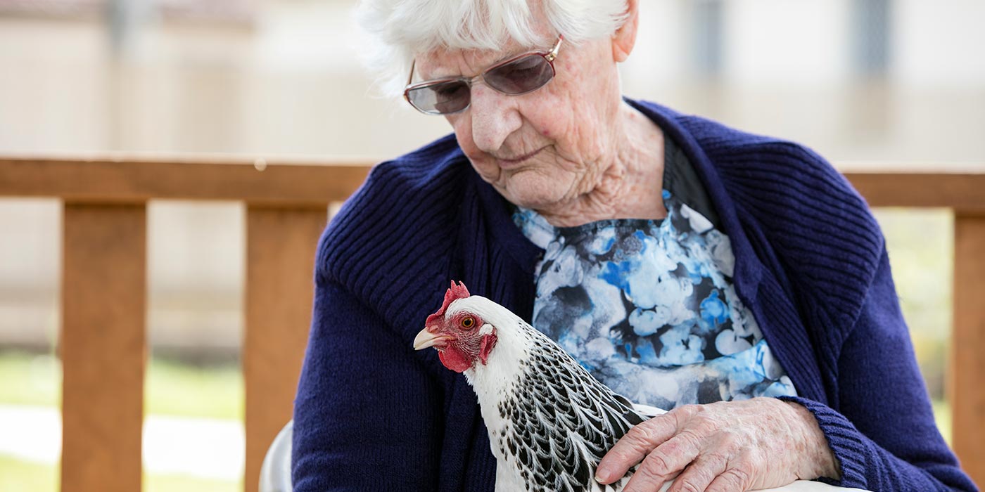 A resident enjoying some bonding with a hen as part of Whiddon's creative ageing program, HenPower.