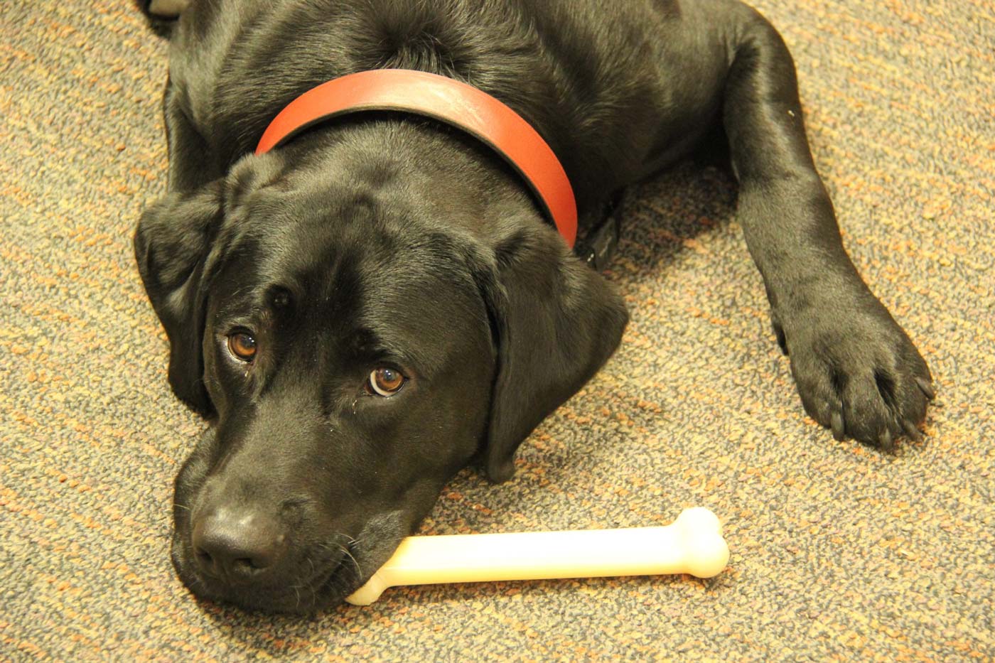 Adorable facility dog Angus hanging out at Whiddon's aged care home in Beaudesert.