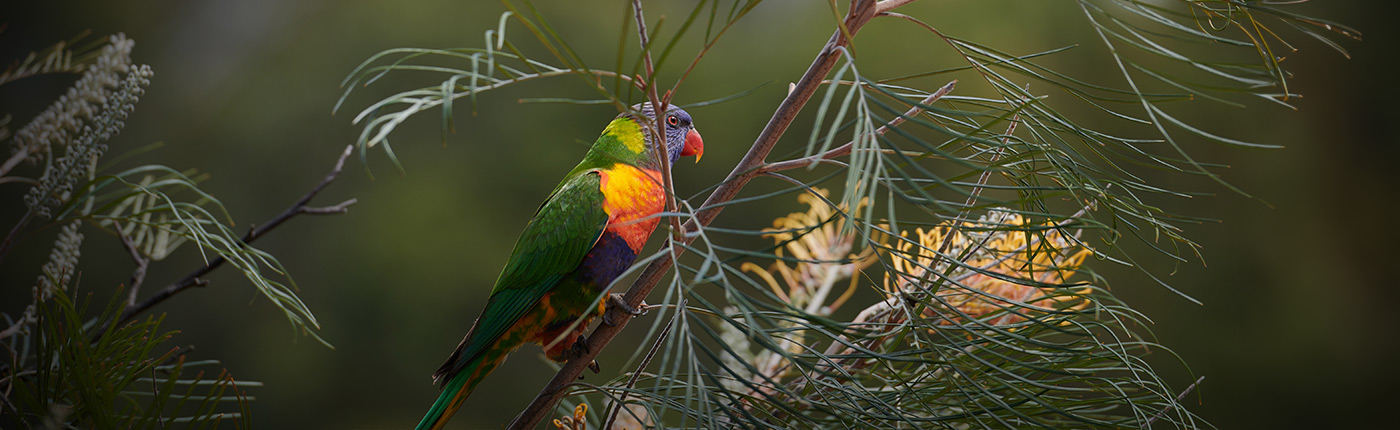 lorikeet outside on tree
