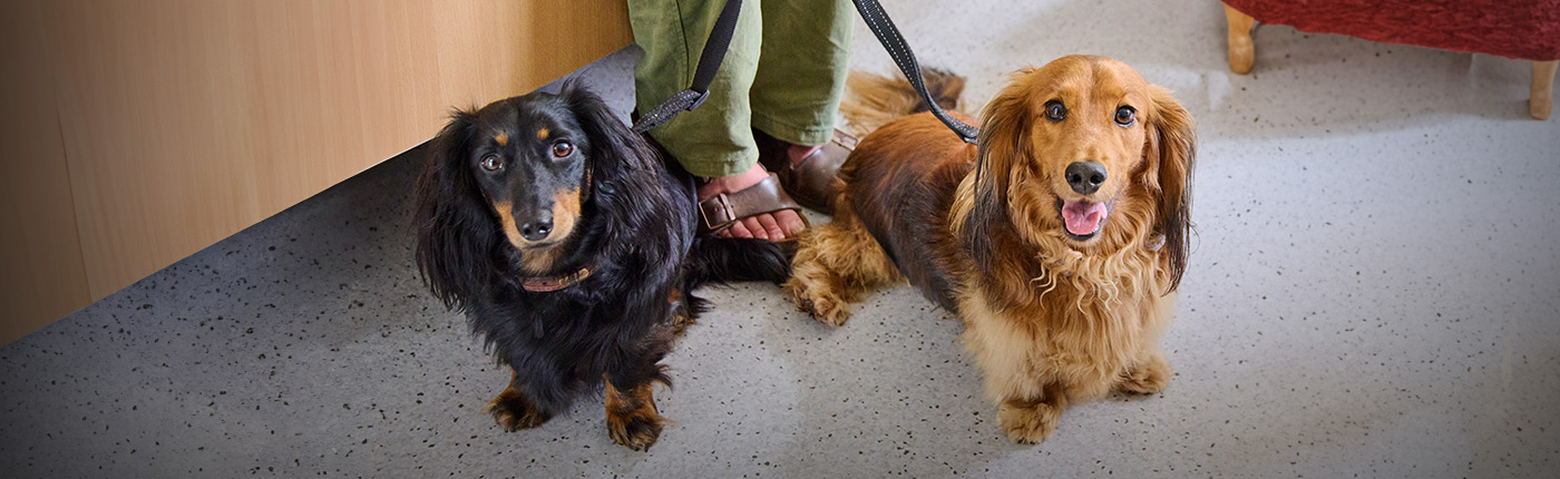 two dogs