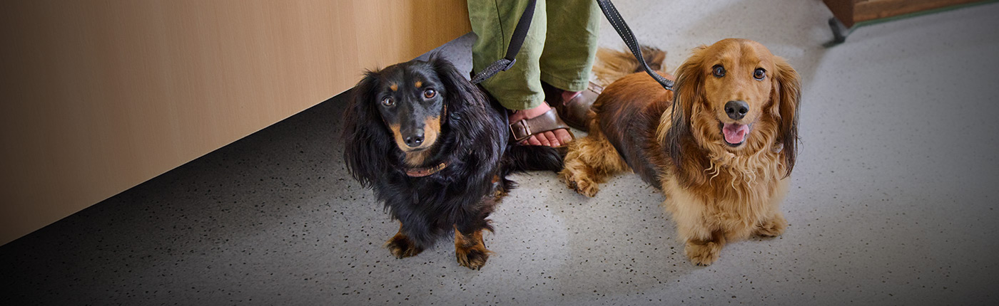 two dog lead pet
