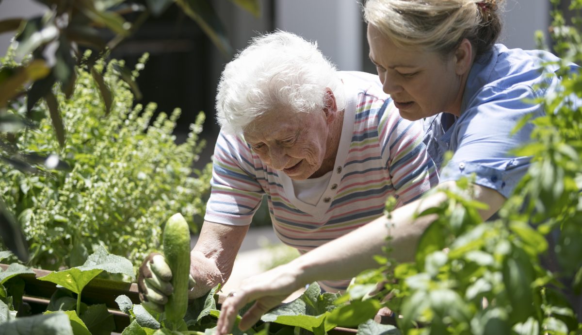 A resident and carer picking vegetables from the lush garden at a Whiddon home.