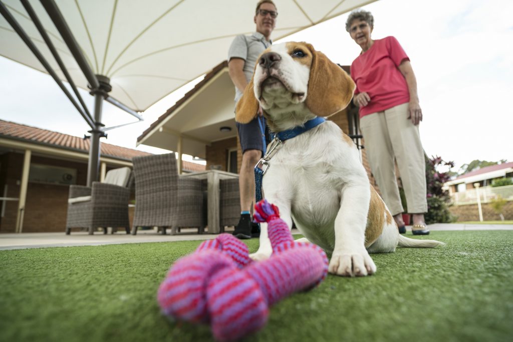 pet therapy aged care